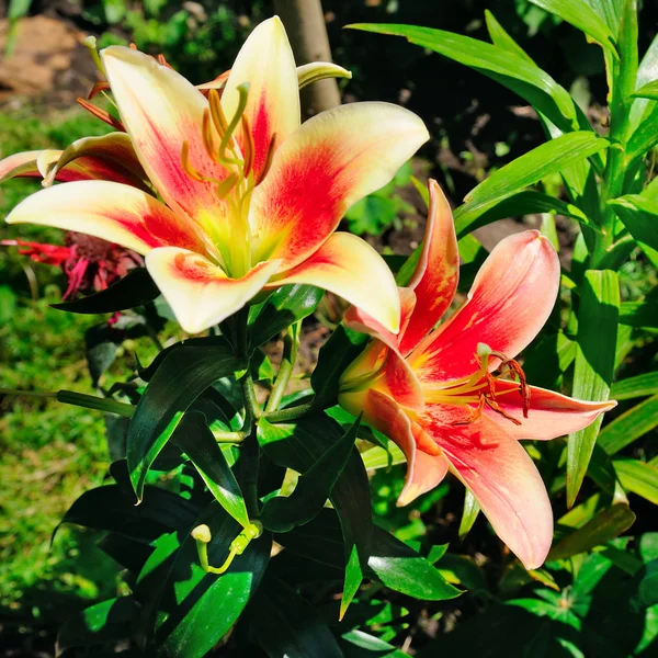 Lily flowers in the summer garden — Stock Photo, Image