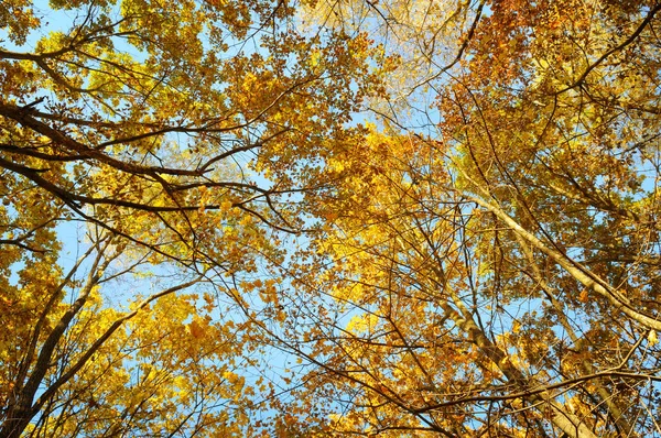 Větve stromu a žluté podzimní listí proti modré obloze — Stock fotografie