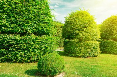 Hedges ve bir yaz parkta süs çalı.