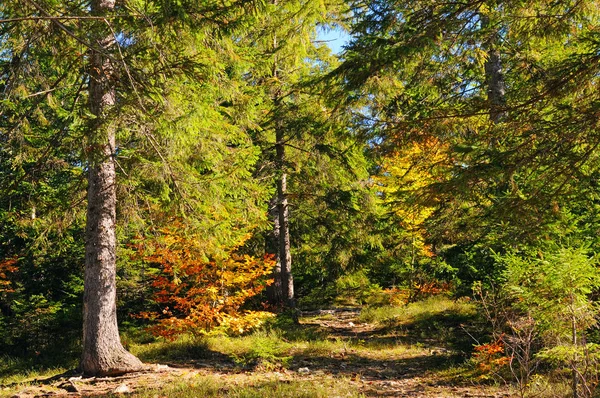 Picturesque autumn forest on a bright sunny day. — Stock Photo, Image