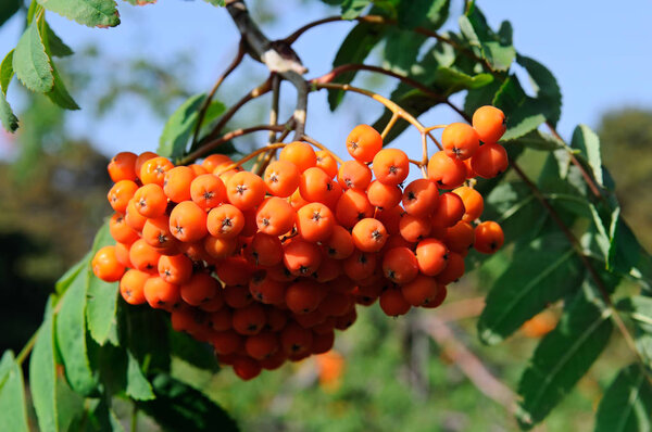 red berries of rowan on a blue sky background