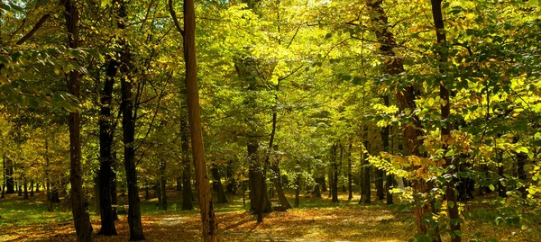 Parque de otoño y puesta de sol. Foto amplia . —  Fotos de Stock