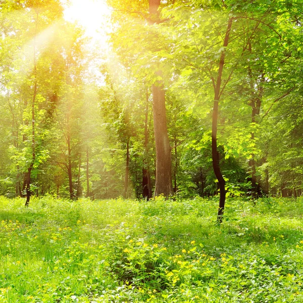 Día soleado brillante en el parque . — Foto de Stock