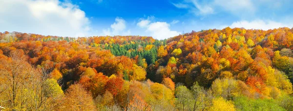 Parlak güneşli bir günde pitoresk sonbahar ormanı. Geniş fotoğraf.
