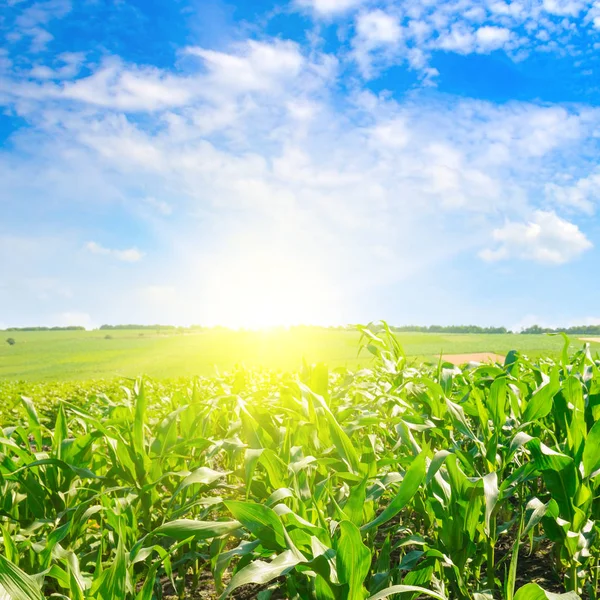 Green corn field and bright sunrise against the blue sky. — Stock Photo, Image