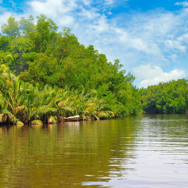 Bosque de palma tropical en la orilla del río . — Foto de Stock