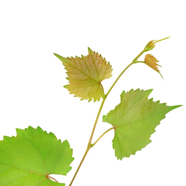 Uvas y hojas aisladas sobre fondo blanco . — Foto de Stock