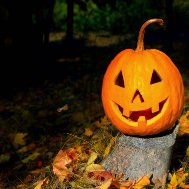 Sonbahar ormanının arka planına karşı balkabağı kafası. Serbest aralık