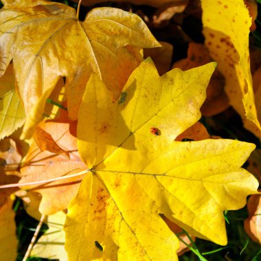Akçaağaç yaprağı üzerinde sonbahar sarı yaprakları ve uğur böceği.