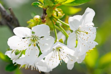 Kiraz - Sakura ve gökyüzü doğal renkli arka plan ile.