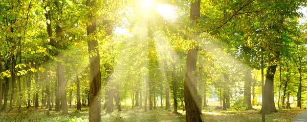 Pittoreske herfst bos op een heldere zonnige dag. Brede foto. — Stockfoto