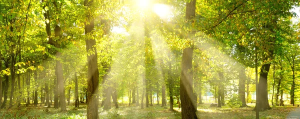 Picturesque autumn forest on a bright sunny day. Wide photo. — Stock Photo, Image