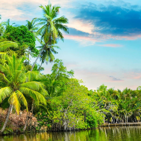 Fluss, schöner Sonnenaufgang und tropische Palmen. — Stockfoto