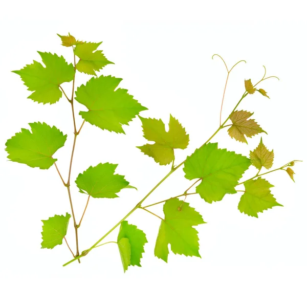Grapevine y hojas sobre fondo blanco . — Foto de Stock