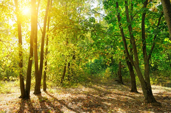 Yellow deciduous trees on a bright sunny day. — Stock Photo, Image