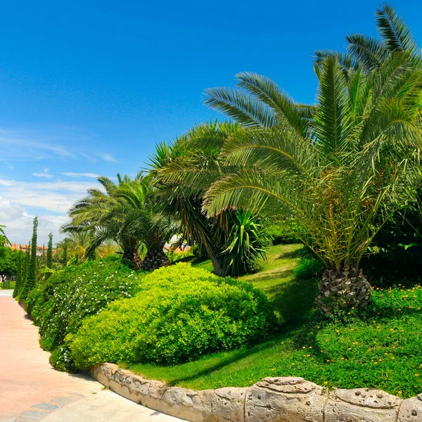Tropická zahrada s palmami a zelenými trávníky. — Stock fotografie