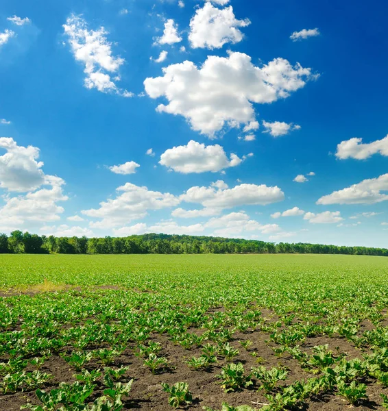 Campo de remolacha verde pintoresco y cielo azul con nubes claras . — Foto de Stock