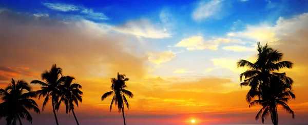 Zachód słońca i ciemna sylwetka drzew palmowych przed niebem. Szerokie p — Zdjęcie stockowe