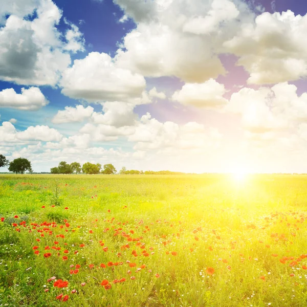 Campo verde e nascer do sol no céu azul . — Fotografia de Stock