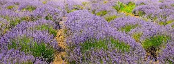 Arbustos de lavanda floreciente. Antecedentes Foto amplia . —  Fotos de Stock