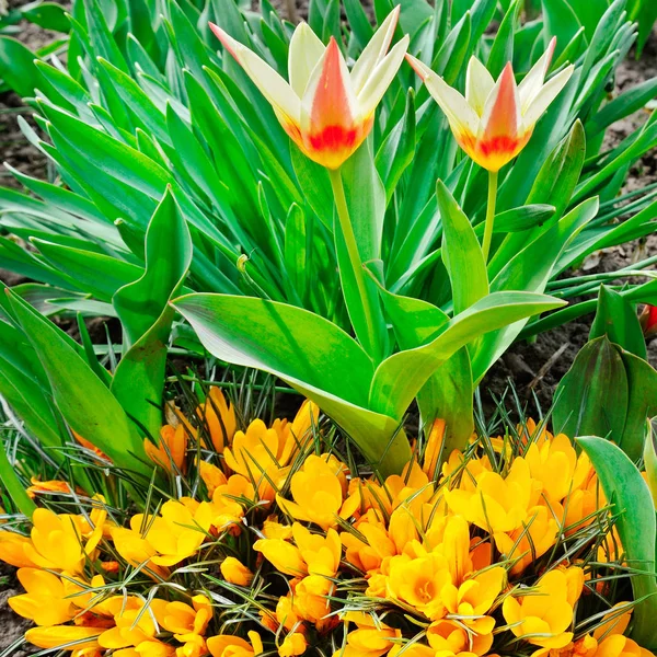 Blooming tulips and crocuses in the spring garden. — Stock Photo, Image