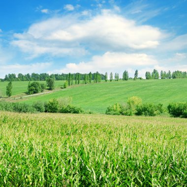 Mısırlı yeşil alan. Tarımsal peyzaj.