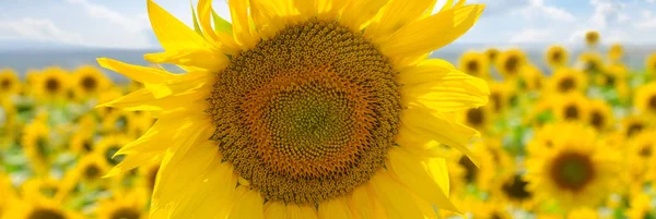 Kwiat słonecznika na błękitne niebo. Szerokie zdjęcie. — Zdjęcie stockowe