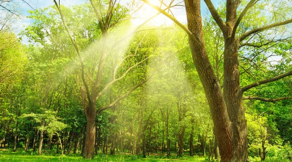 Bright sunny day in spring forest. Wide photo. Stock Photo