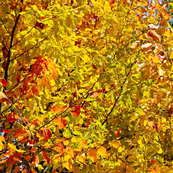 Hojas amarillas de otoño contra el cielo azul — Foto de Stock