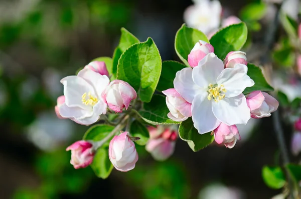 Manzano con flores de primavera sobre un fondo natural . — Foto de Stock