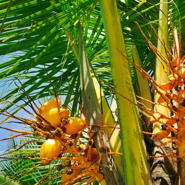 Královské kokosové ořechy na pozadí palmového listu. — Stock fotografie