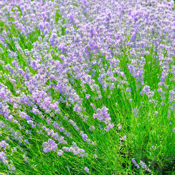 En blomstrende lavendel i sommeråkeren . – stockfoto