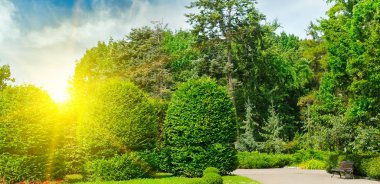 Yazlık parkta süs çalısı. Geniş fotoğraf.