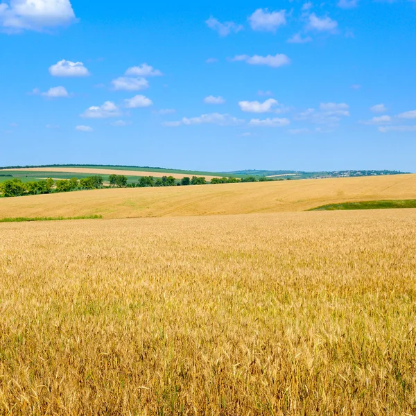 Champ de blé et ciel bleu avec nuages légers — Photo