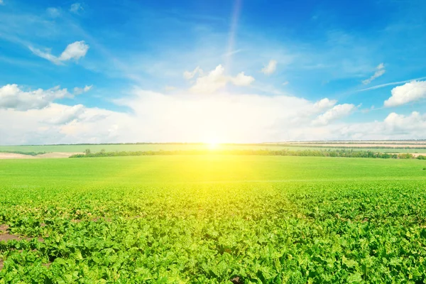 Grüne Rübenfelder und Sonne am blauen Himmel. — Stockfoto
