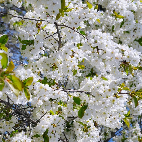 Cherry-Sakura i niebo z naturalnym kolorowym tłem. — Zdjęcie stockowe