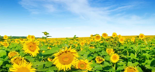 Słonecznik kwiat przeciw błękitnemu niebu i kwitnące pole. Wi-Fi — Zdjęcie stockowe