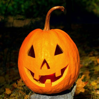 Balkabağı kafası bir sonbahar ormanının arka planında.