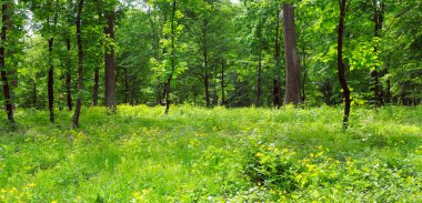 Yaz parkı, çayır ve mavi gökyüzü. Geniş resim.