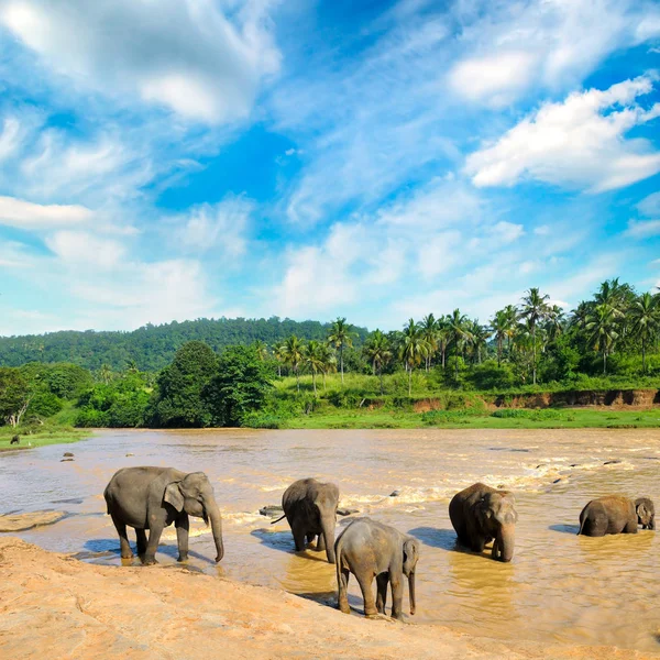 Manada de elefantes bañándose en el río de la selva . — Foto de Stock