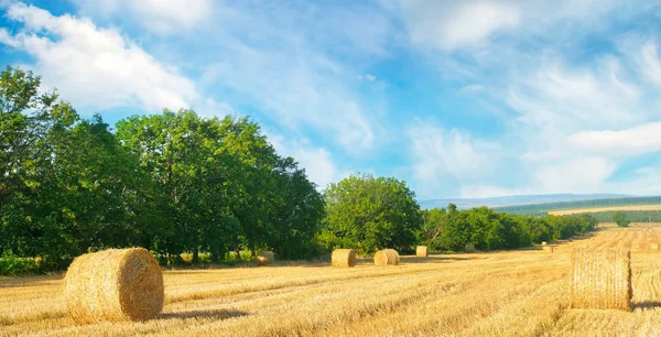 Straw bales on a wheat field and blue sky. Wide photo. — Stock Photo, Image