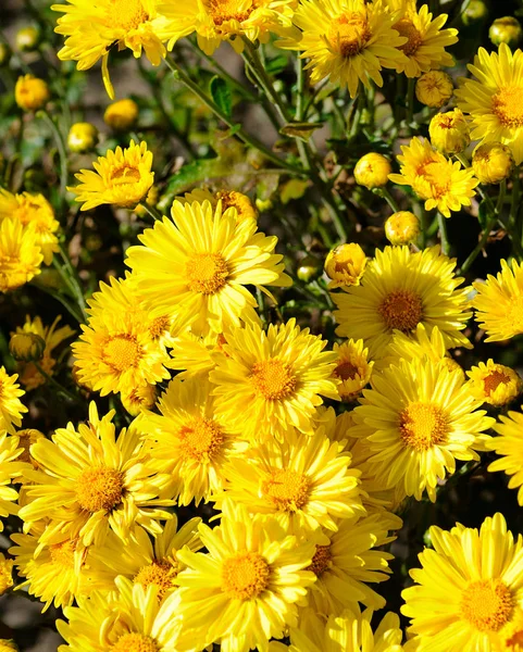 Bright blooming chrysanthemums in the flowerbed. — Stock Photo, Image