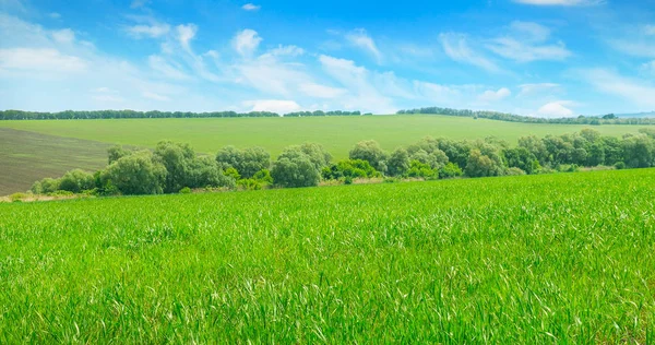 Champ vert et ciel bleu. Paysage agricole. Grande photo . — Photo