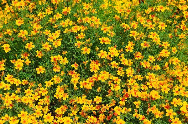 Yellow chrysanthemums in the summer garden. Beautiful background — Stock Photo, Image