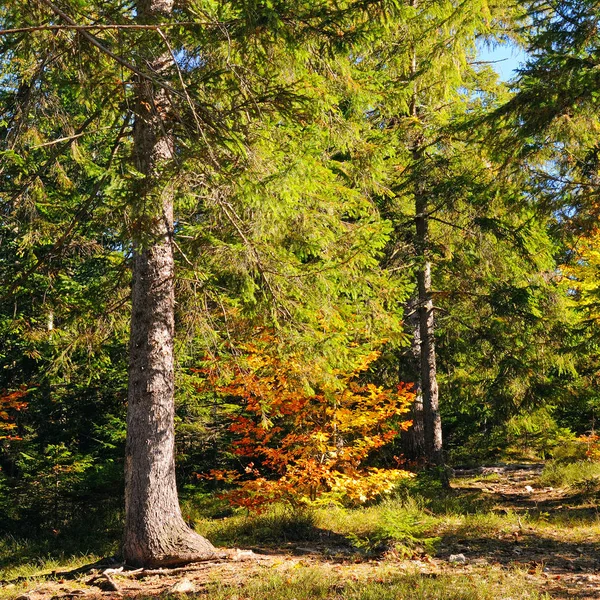 Beautiful Autumn Forest. The bright sun illuminates the trees an — Stock Photo, Image