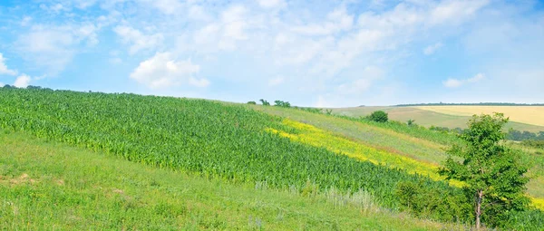 Zielone pole i błękitne niebo. Krajobrazu rolniczego. Szeroki zdjęcie. — Zdjęcie stockowe