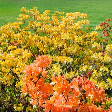 Çiçekli rhododendron. Güzel bahar arkaplanı.