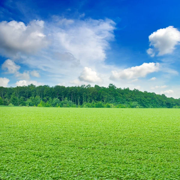Zielone Pole Sojowe Dojrzewające Krajobraz Rolniczy — Zdjęcie stockowe