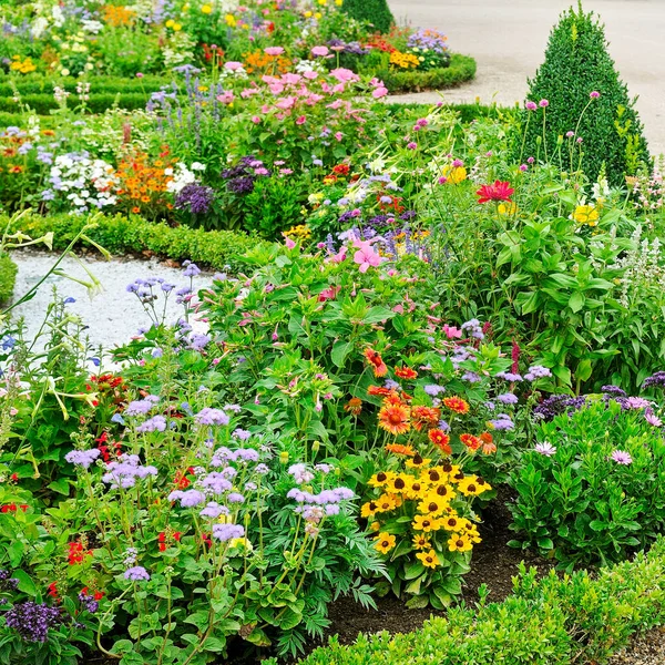 Kvetoucí Barevné Letní Květiny Květinový Záhon Parku — Stock fotografie