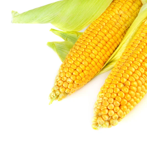 Кукуруза Початке Изолирована Белом Фоне Сельское Хозяйство — стоковое фото